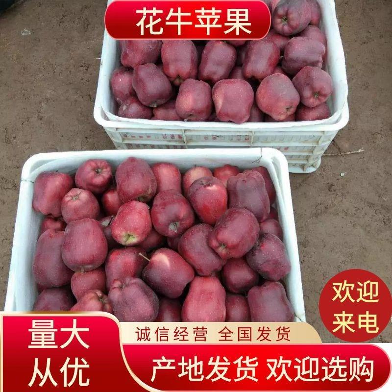 【荐】甘肃花牛苹果，皮薄肉脆，产地批发价，可视频看货。