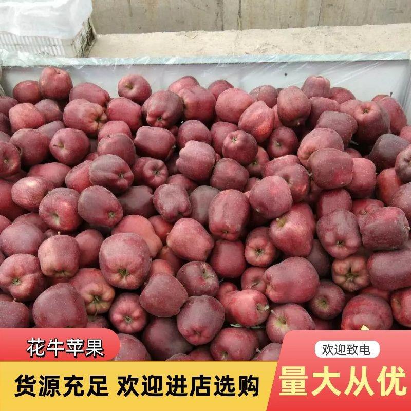 【荐】甘肃山地花牛苹果，冷库货新鲜度高，保质量优惠价出售