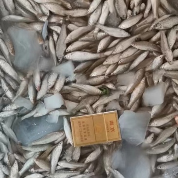 开肚麦穗鱼麻鱼5-7公分2斤装，产地发货，质量保证