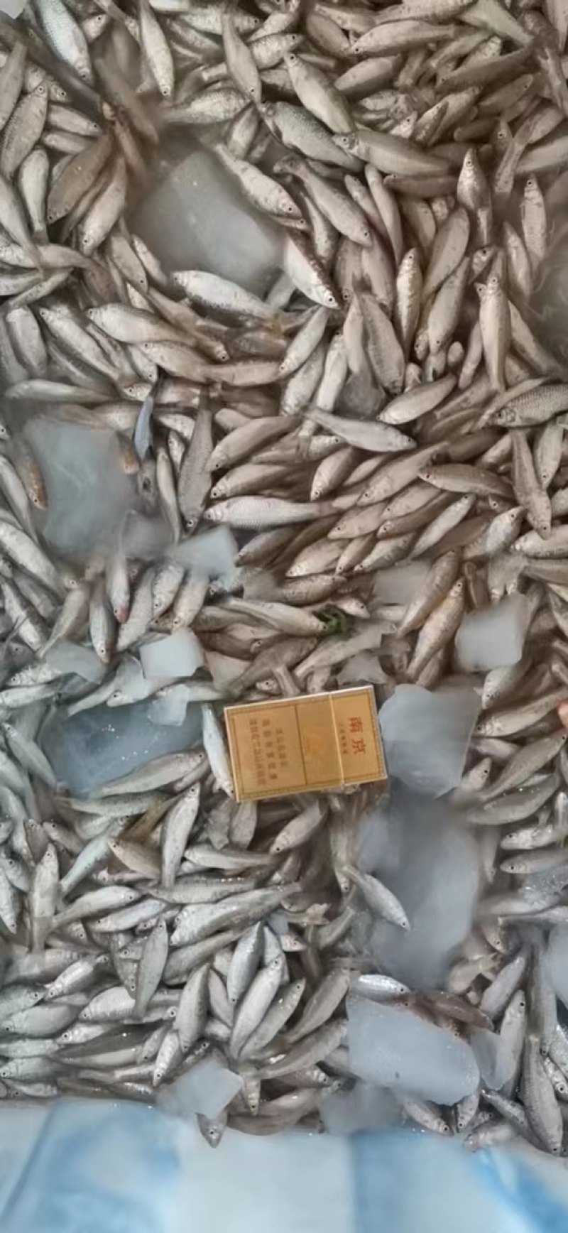 开肚麦穗鱼麻鱼5-7公分2斤装，产地发货，质量保证