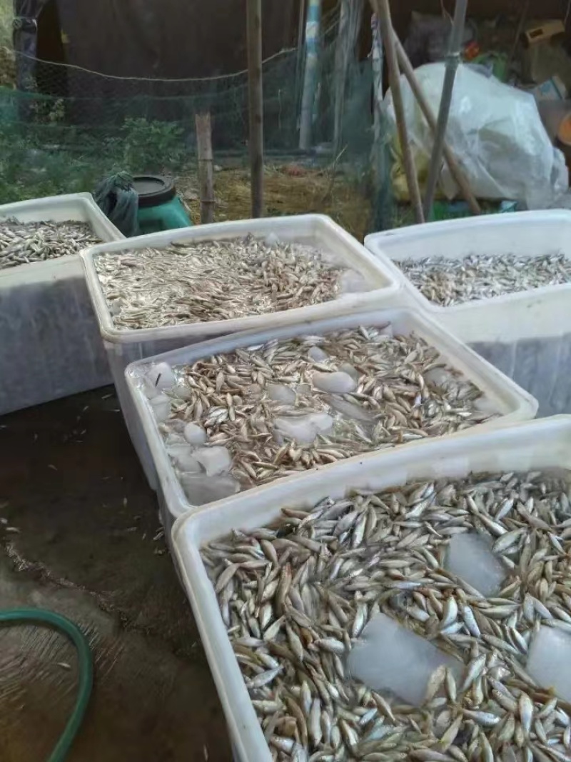 开肚麦穗鱼麻鱼5-7公分2斤装，产地发货，质量保证