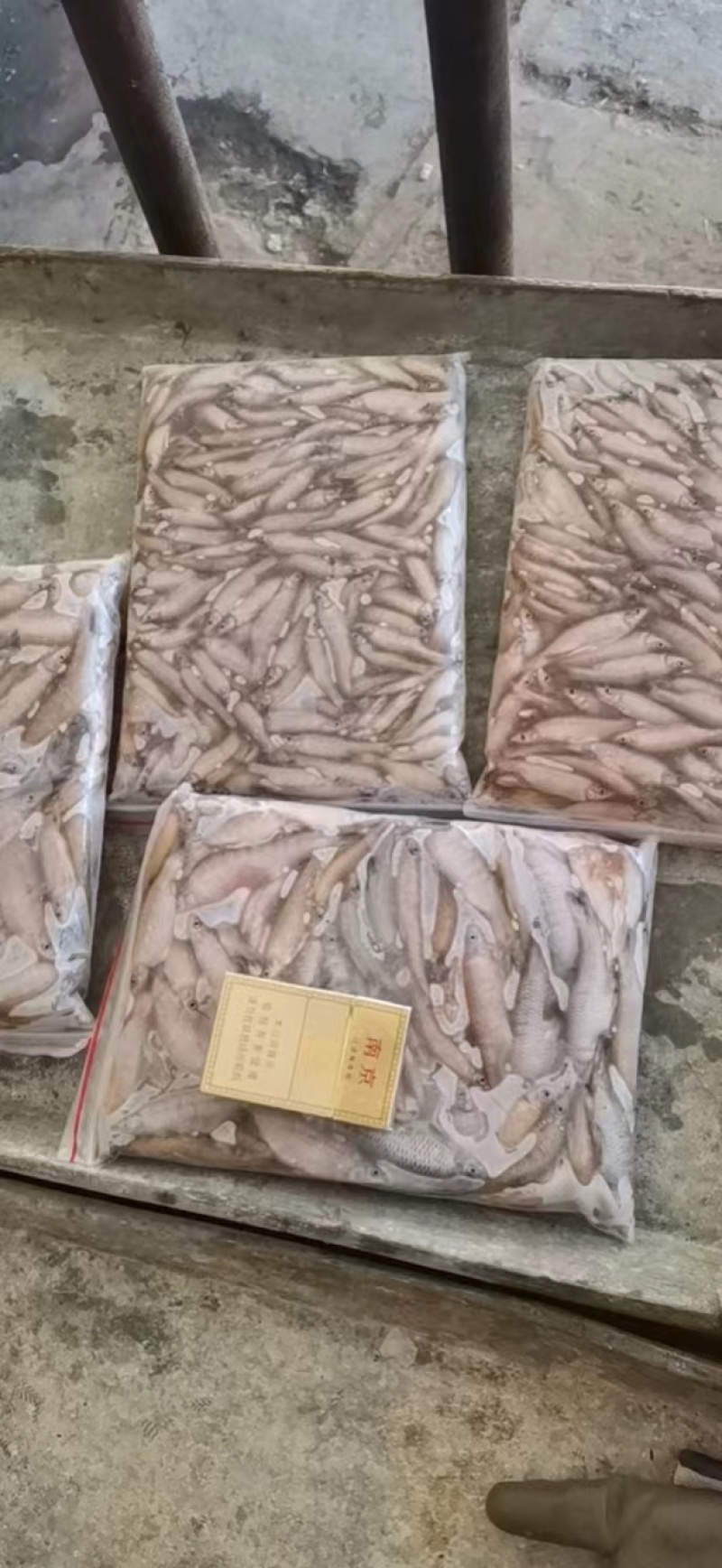 开肚麦穗鱼麻鱼5-7公分2斤装，产地发货，质量保证