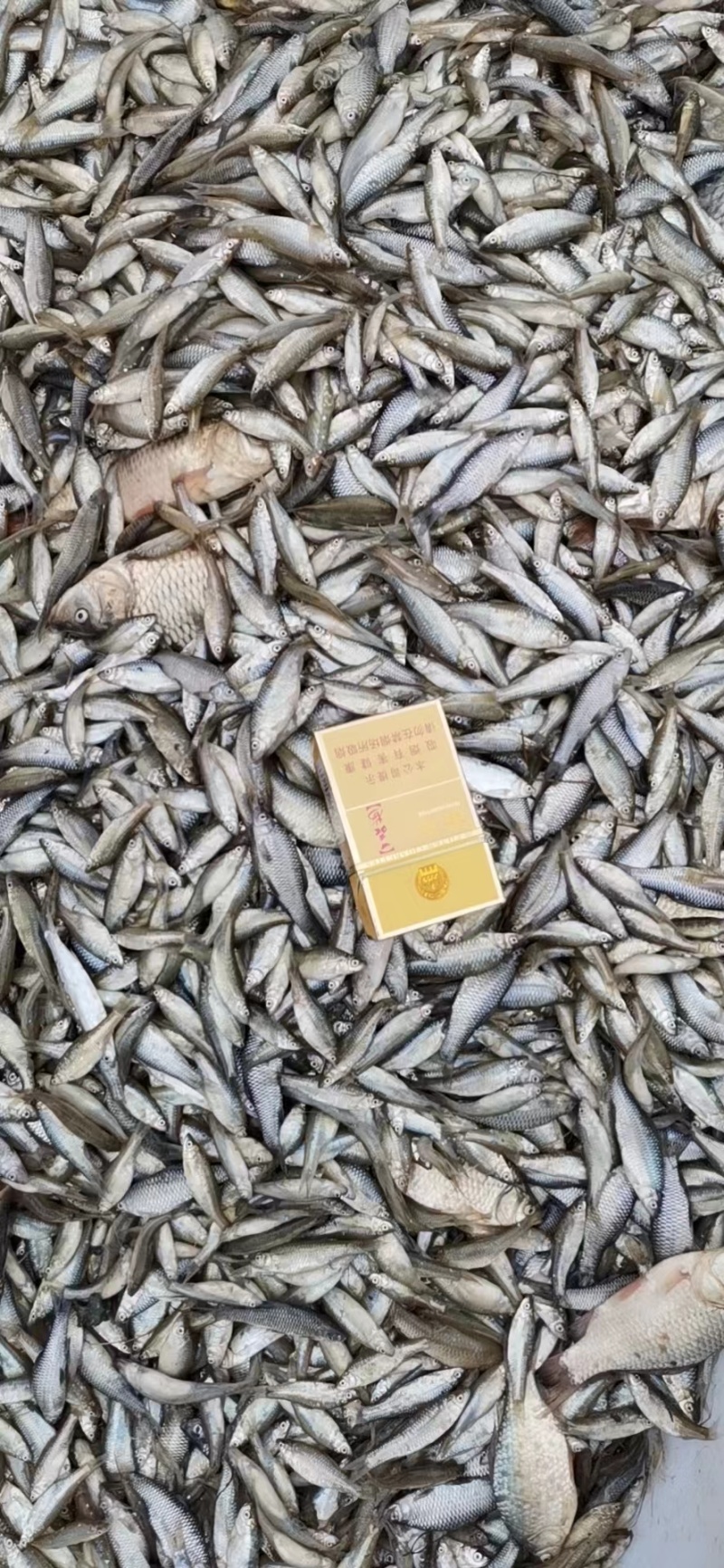 开肚麦穗鱼麻鱼5-7公分2斤装，产地发货，质量保证
