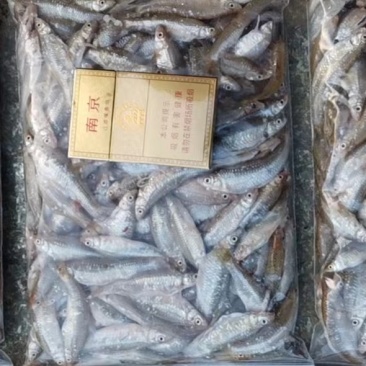 开肚麦穗鱼麻鱼6-7公分，产地发货，一手货源，质量保证
