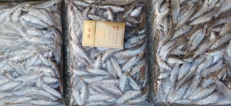 开肚麦穗鱼麻鱼6-7公分，产地发货，一手货源，质量保证