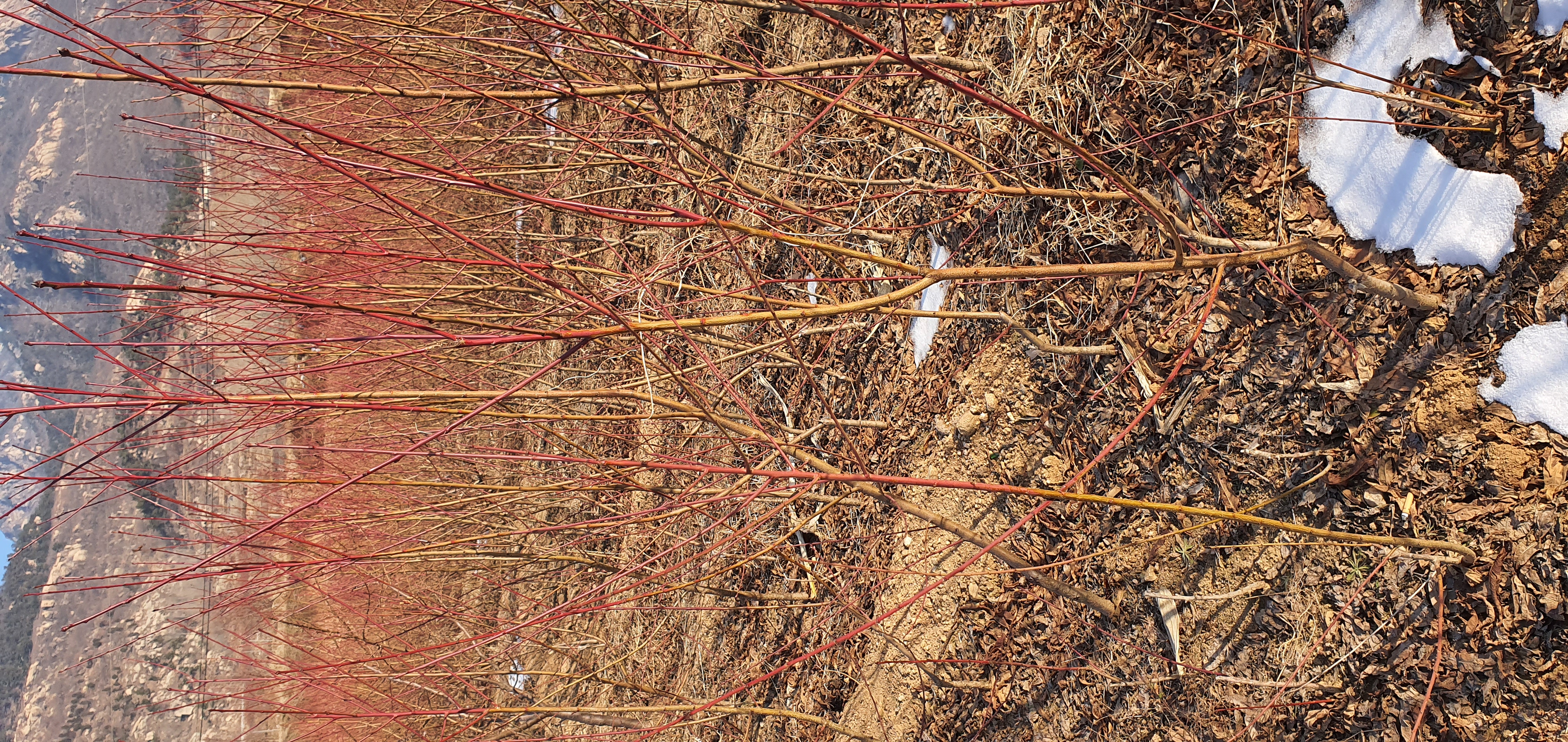 红珍珠冬桃果园种植场景,展示其在丘陵地区的生长环境 红珍珠冬桃果园种植场景