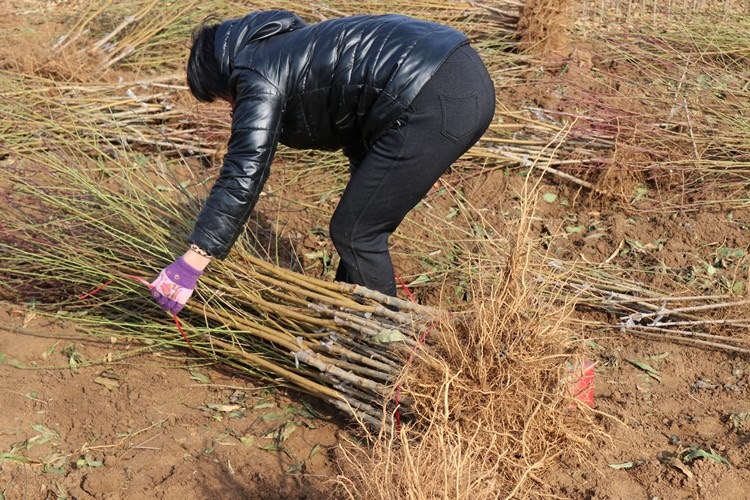 珍珠枣油桃8号幼苗定植现场