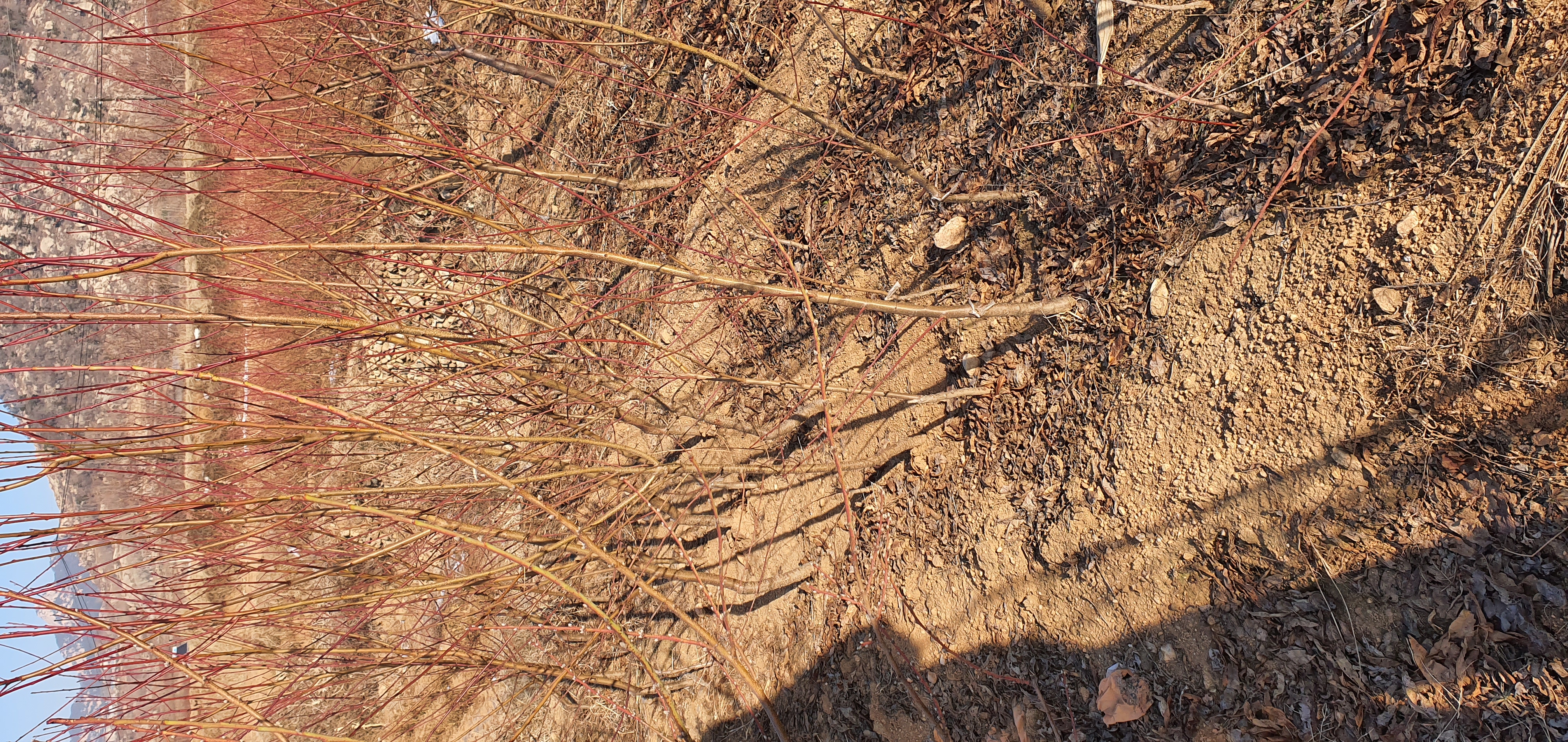 珍珠枣油桃8号成树挂果特写