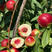珍珠枣油桃苗嫁接苗根系发达丰产性好果甜丰满