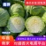 【实力商家】甘蓝精品圆包菜大量出售货源充足全国发