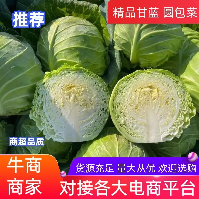【实力商家】甘蓝精品圆包菜大量出售货源充足全国发