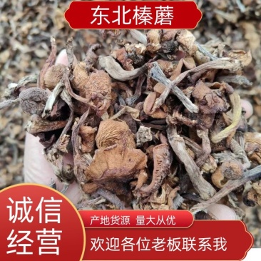 榛蘑东北榛蘑，烤干榛蘑，产地货源质量好，价格优，电联洽谈