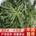 面条菜，基地直供，常年批发价，货发全国菇扎头