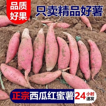 【原产地】红薯精品西瓜红千亩基地持续供应欢迎咨询