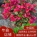 中国红三角梅提供视频看货基地大量供应