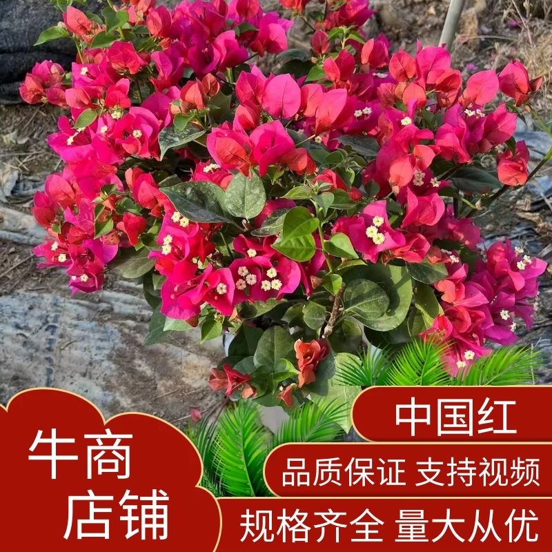 中国红三角梅提供视频看货基地大量供应