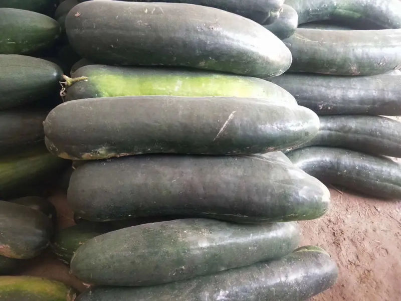 【推荐】湖北黑皮地冬瓜，一手货源，品质保障量大从优