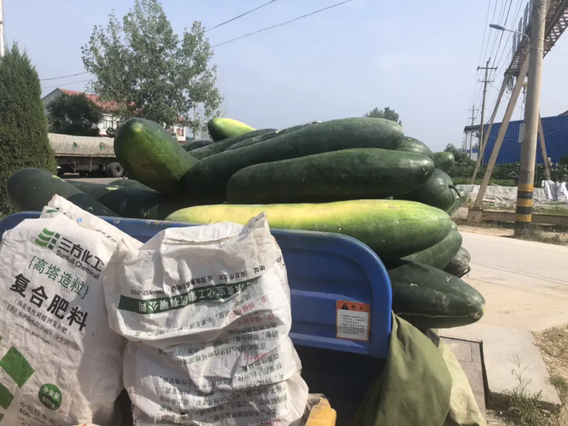 【推荐】湖北黑皮地冬瓜，一手货源，品质保障量大从优