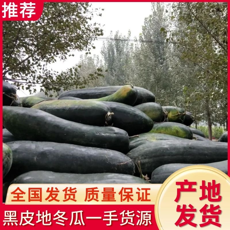 【推荐】湖北黑皮地冬瓜，一手货源，品质保障量大从优
