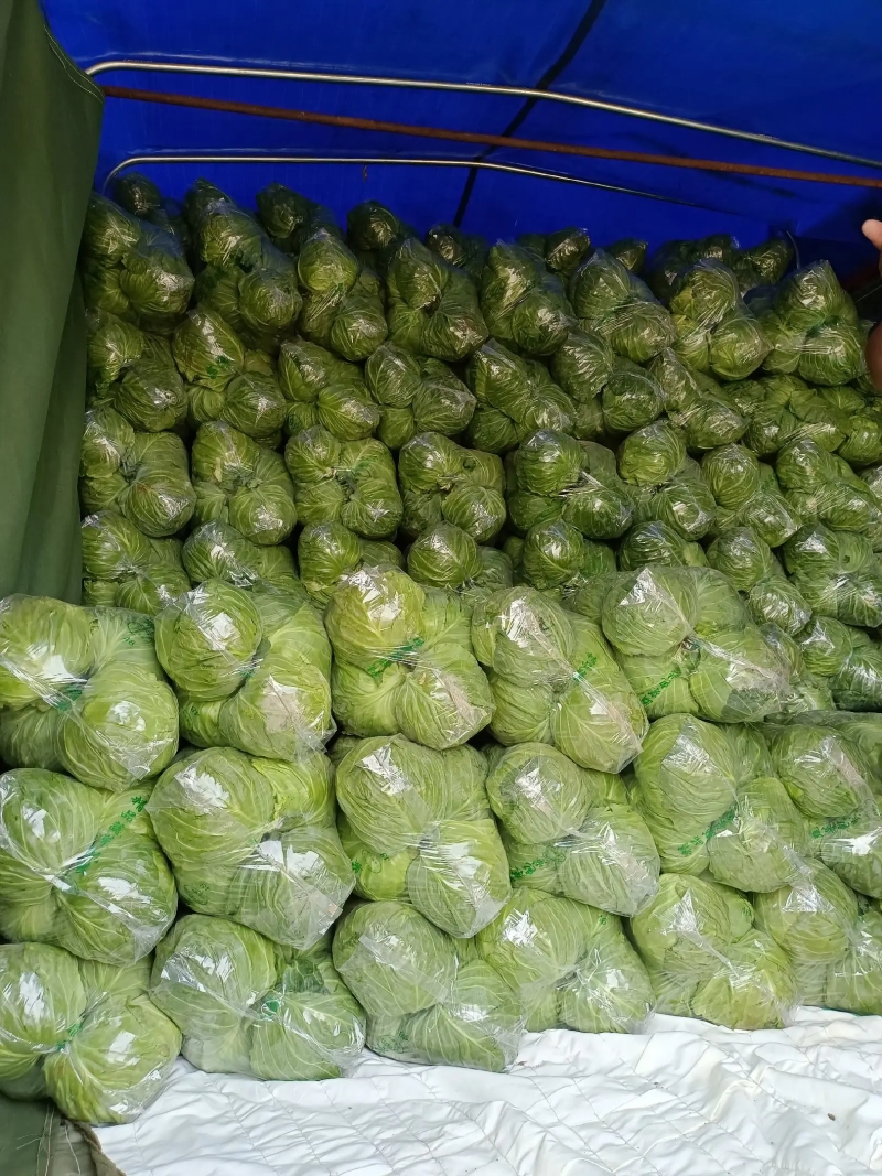 湖北钟祥市早市甘蓝，个头均匀，大量上市，欢迎进店联系