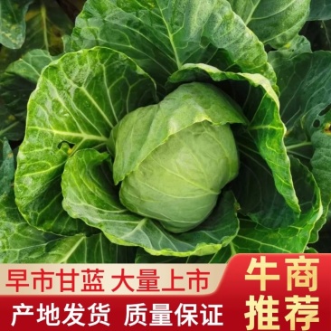 湖北钟祥市早市甘蓝，个头均匀，大量上市，欢迎进店联系