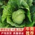 湖北钟祥市早市甘蓝，个头均匀，大量上市，欢迎进店联系