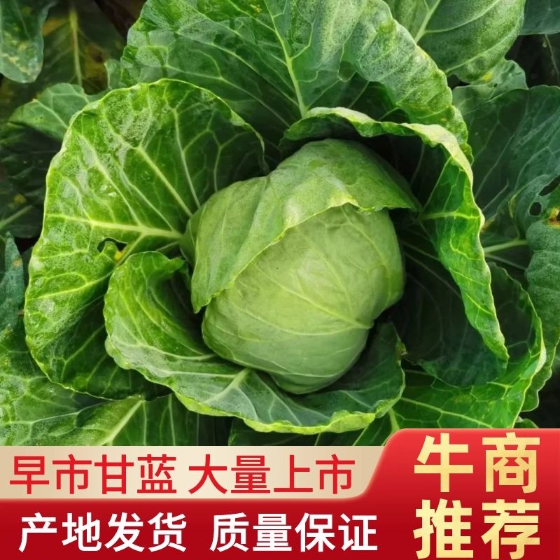 湖北钟祥市早市甘蓝，个头均匀，大量上市，欢迎进店联系
