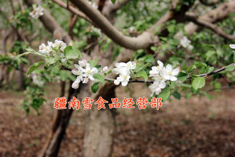 新疆阿克苏温宿县红旗坡农场红富士冰糖心苹果丑苹果