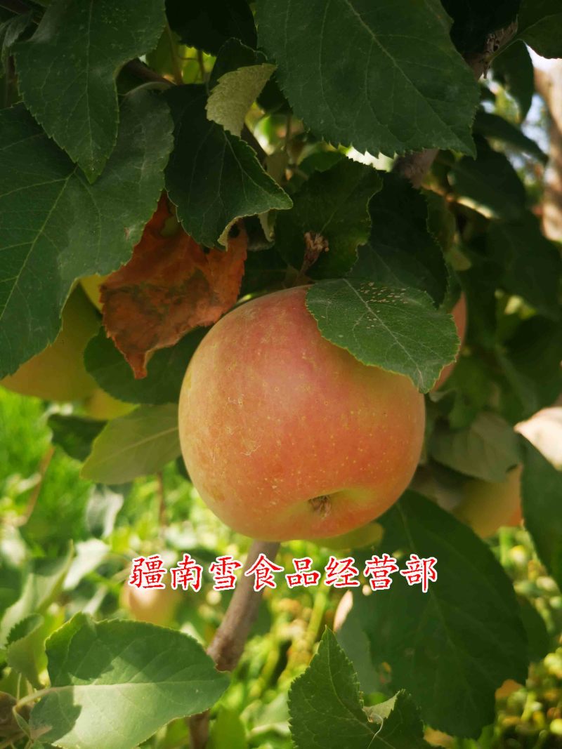 新疆阿克苏温宿县红旗坡农场红富士冰糖心苹果丑苹果