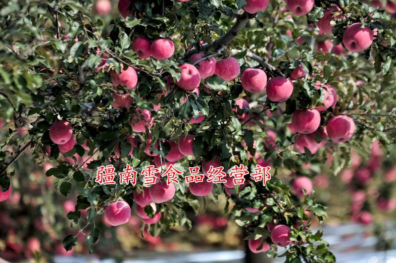 新疆阿克苏温宿县红旗坡农场红富士冰糖心苹果丑苹果