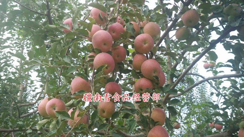 新疆阿克苏温宿县红旗坡农场红富士冰糖心苹果丑苹果