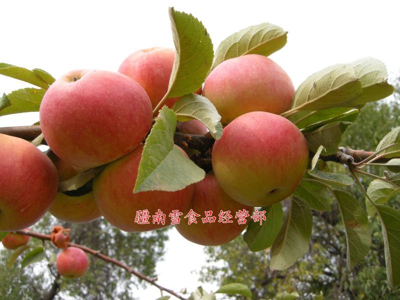 新疆阿克苏温宿县红旗坡农场红富士冰糖心苹果丑苹果