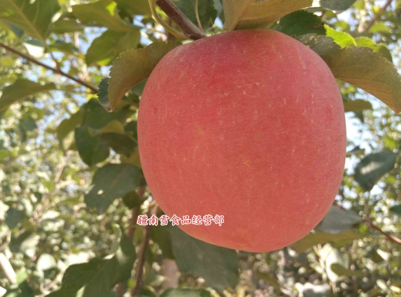 新疆阿克苏温宿县红旗坡农场红富士冰糖心苹果丑苹果