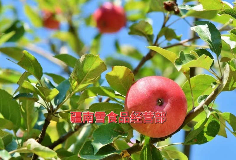 新疆阿克苏温宿县红旗坡农场红富士冰糖心苹果丑苹果