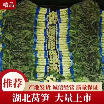 莴笋，湖北莴笋，大量上市，产地一手货源，欢迎进店联系