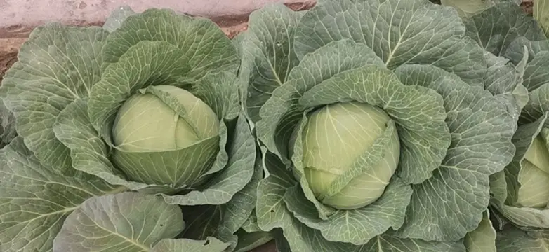 圆包菜实物图