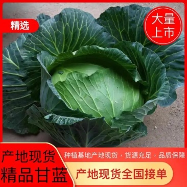 新鲜扁包菜产地现货！大量供应！出口商超市场电商长期供货