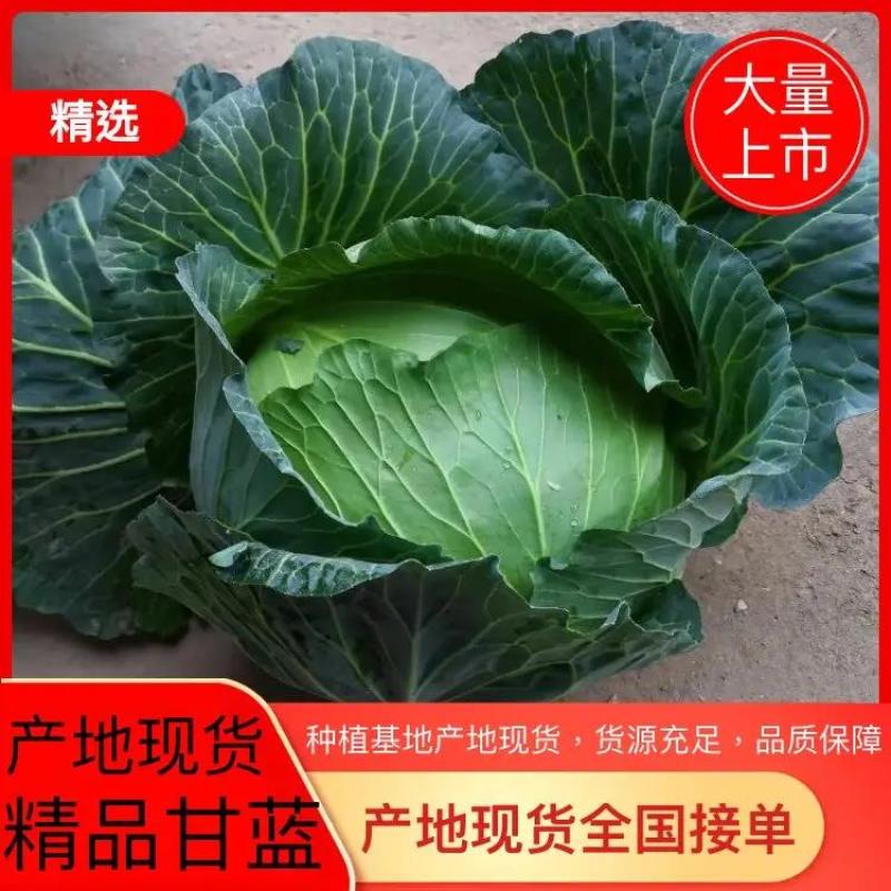 新鲜扁包菜产地现货！大量供应！出口商超市场电商长期供货