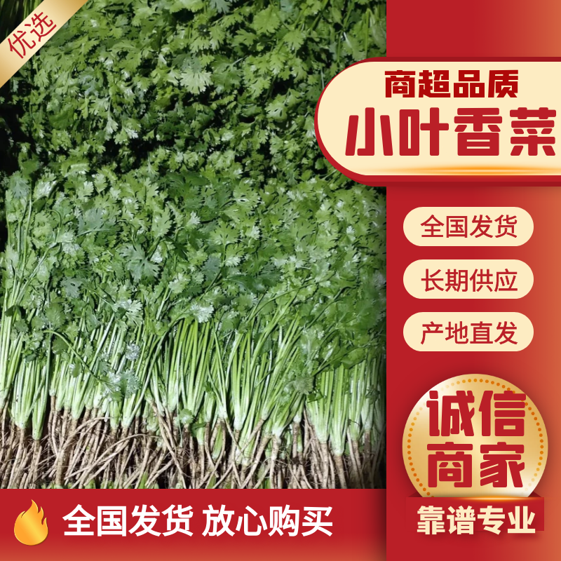 精品小叶香菜高度26cm产地直供大量有货商超可供