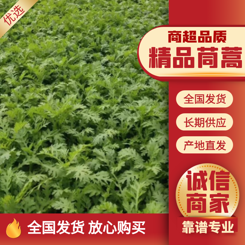 【产地直发】山东精品茼蒿大量上市商超品质全国发货