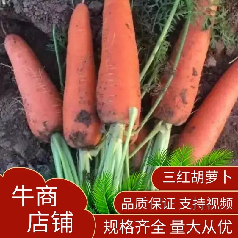 开封精品三红胡萝卜产地直发品质保证支持视频看货