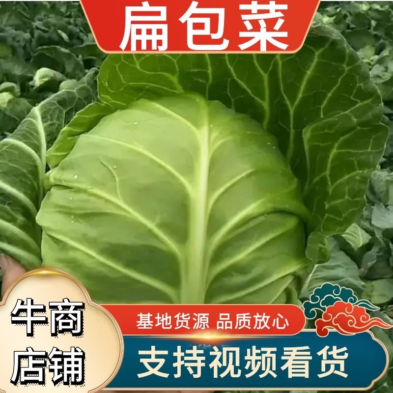 精品扁包菜产地直发量大从优品质保证欢迎联系