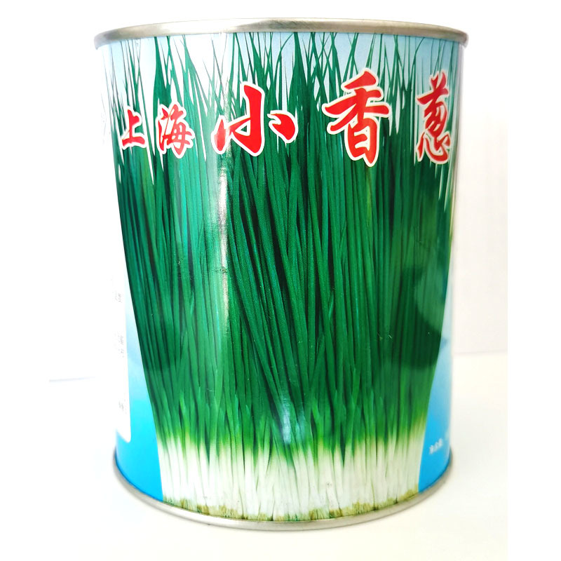 四季小香葱种子分蘖小香葱种籽耐寒能力强大田大棚盆栽蔬菜籽