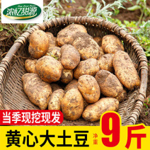 威宁土豆洋芋支持一件代发批发