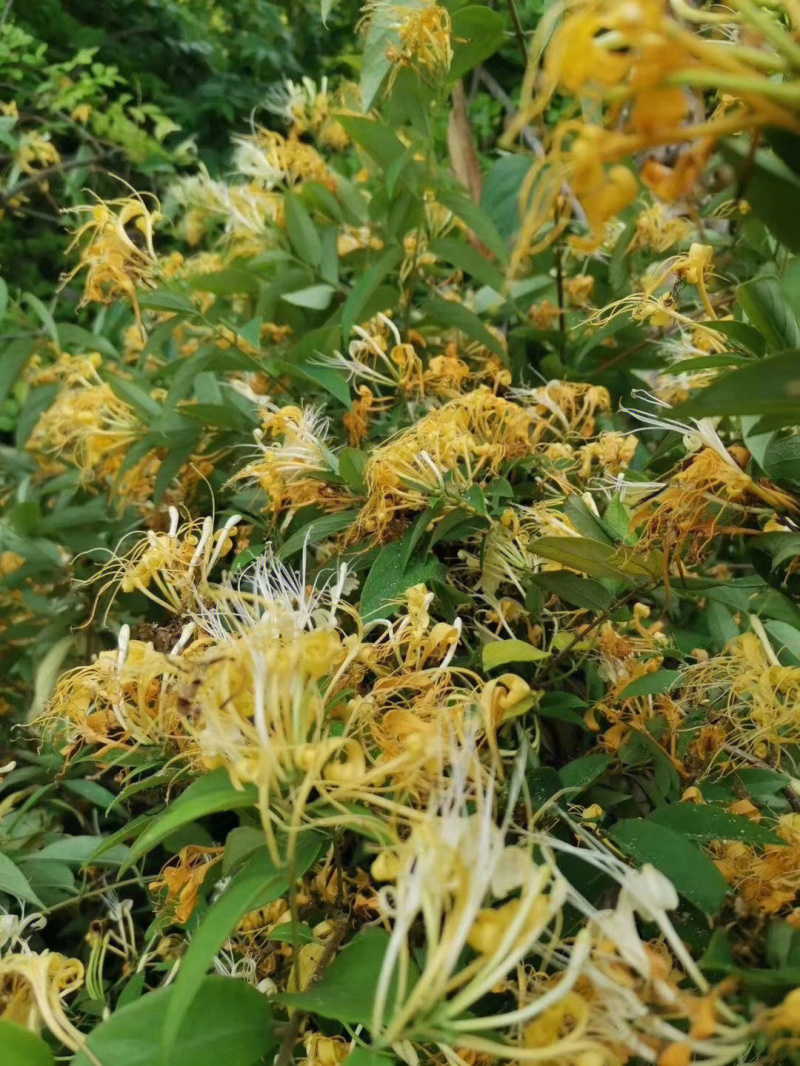 山银花苗银花苗根系发达丰产性好现挖保湿发货
