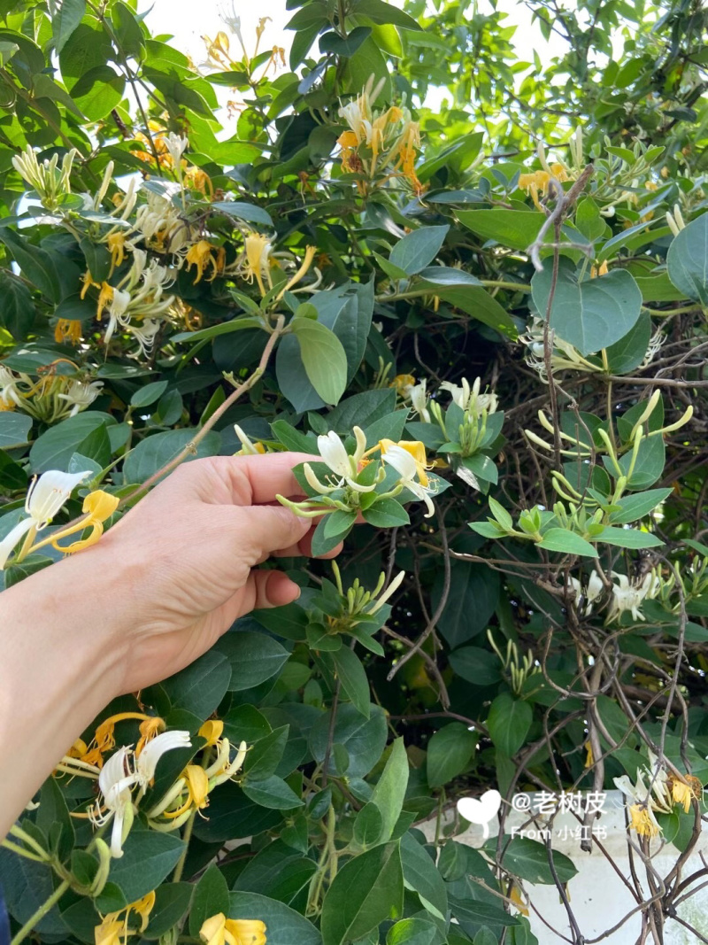 山银花苗银花苗根系发达丰产性好现挖保湿发货