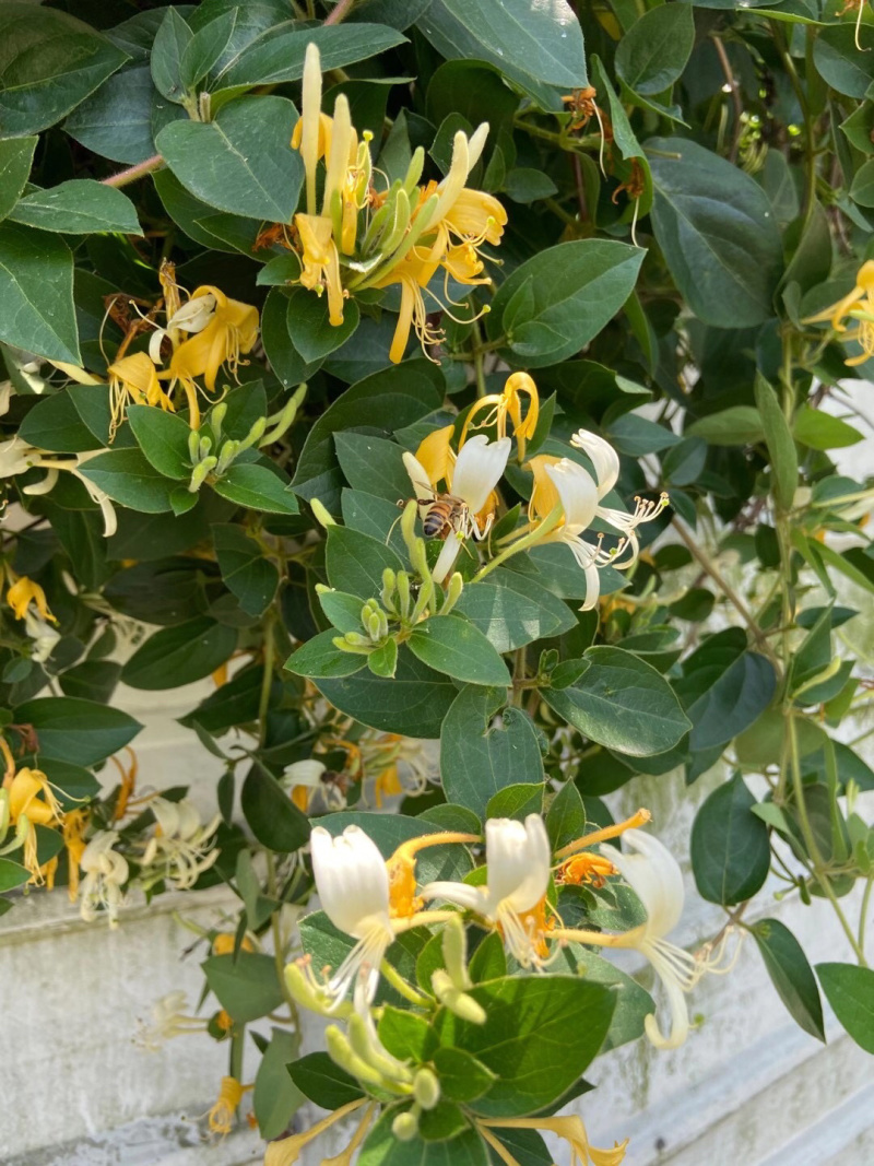 山银花苗银花苗根系发达丰产性好现挖保湿发货