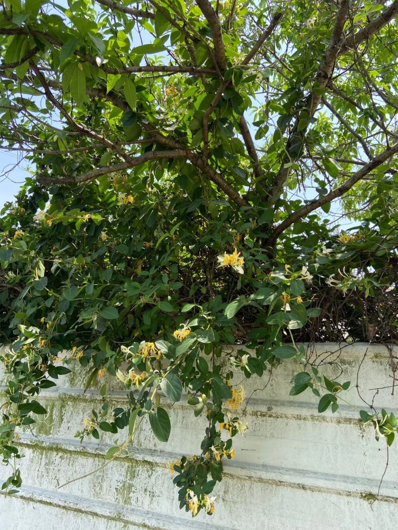山银花苗银花苗根系发达丰产性好现挖保湿发货