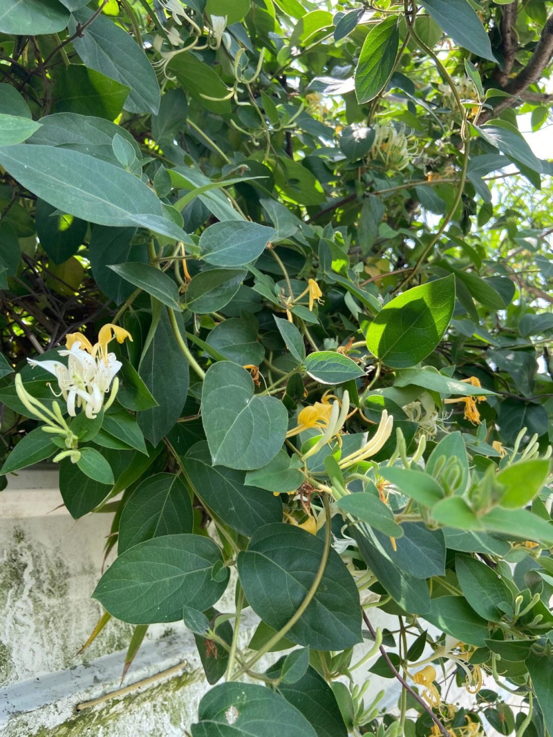 山银花苗银花苗根系发达丰产性好现挖保湿发货
