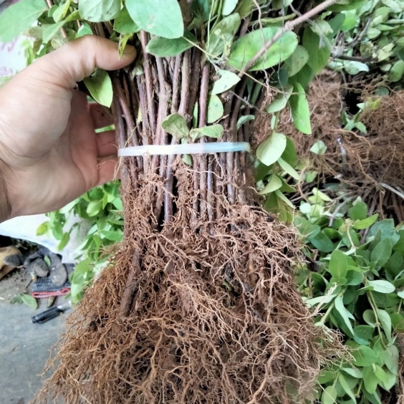 山银花苗银花苗根系发达丰产性好现挖保湿发货